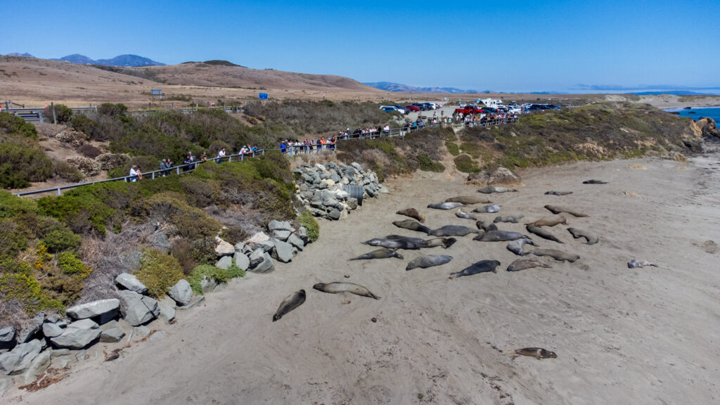 Elephant Seal Vista Point an der California 1