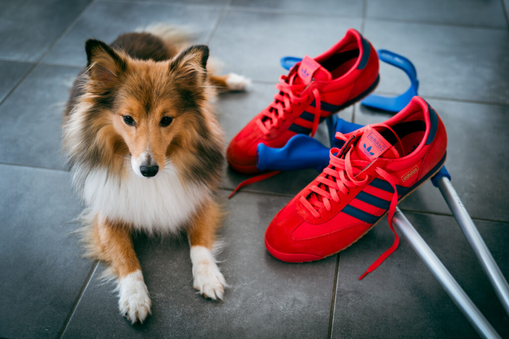 Sheltie liegt neben den neuen Sneakers und meinen Krücken